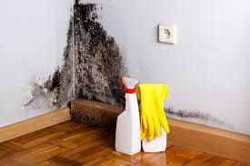 Biohazard Mold Removal in Paducah, KY